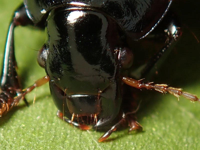 Carabidae: ancora Harpalus?  S, Harpalus dimidiatus